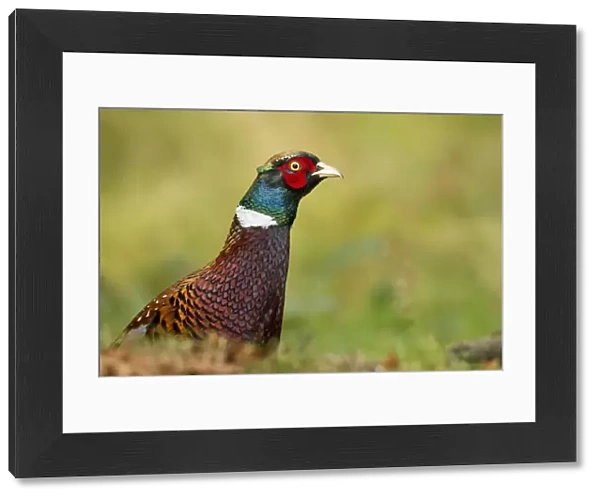 pheasant - close up of head and shoulders of the male bird - October- Cannock Chase - Staffordshire - England