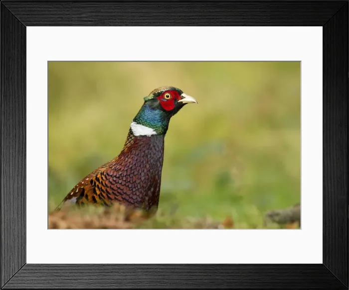 Framed Print : pheasant - close up of head and shoulders of the male bird - October- Cannock Chase - Staffordshire - England Framed Print : pheasant - close up of head and shoulders of the male bird - October- Cannock Chase - Staffordshire - England