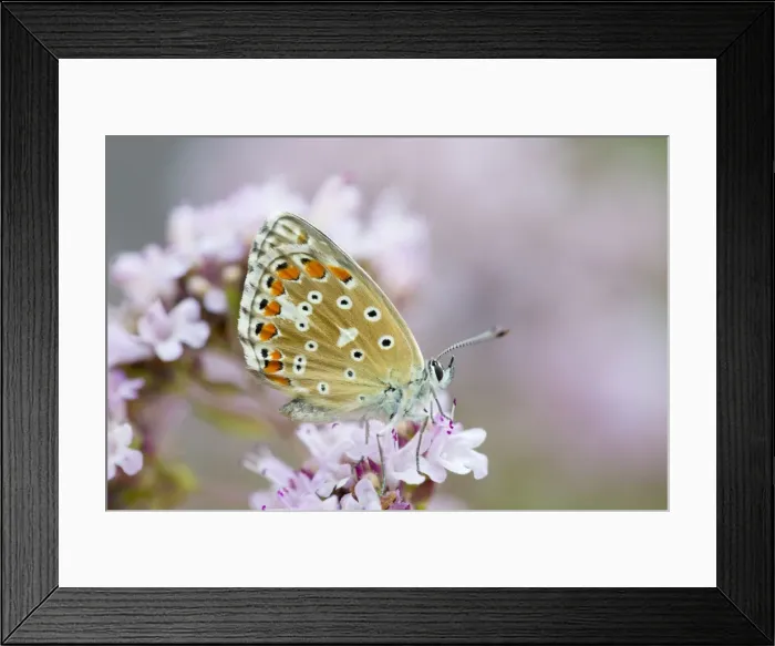 Framed Print : Adonis Blue Butterfly - female on flower - UK Framed Print : Adonis Blue Butterfly - female on flower - UK