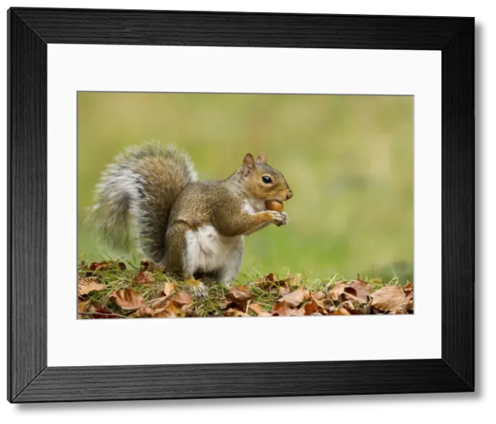 Framed Print : Grey Squirrel - finding acorn amongst autumn leaves in deciduous woodland - October - Cannock Chase - Staffordshire - England Framed Print : Grey Squirrel - finding acorn amongst autumn leaves in deciduous woodland - October - Cannock Chase - Staffordshire - England