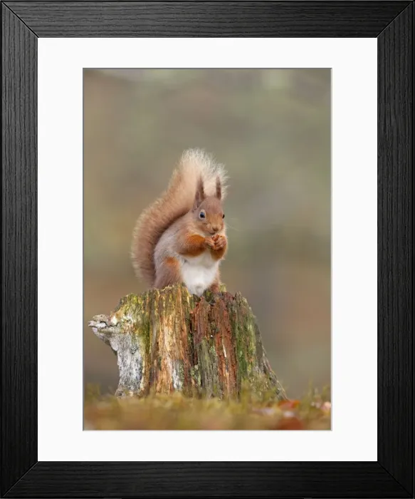 Framed Print : Red Squirrel - sitting on an old stump and eating in woodland - February - Scotland - UK Framed Print : Red Squirrel - sitting on an old stump and eating in woodland - February - Scotland - UK