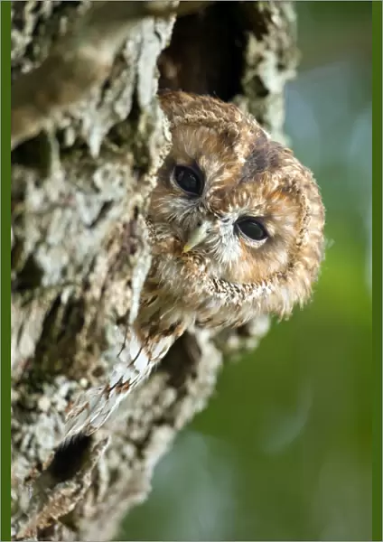 Tawny Owl - UK
