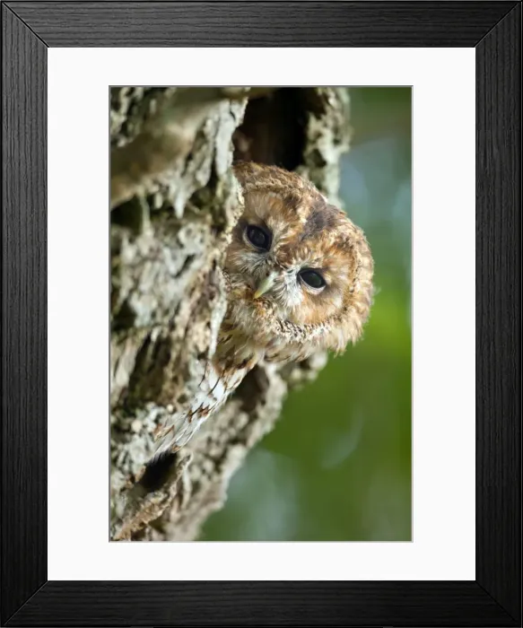 Framed Print : Tawny Owl - UK Framed Print : Tawny Owl - UK