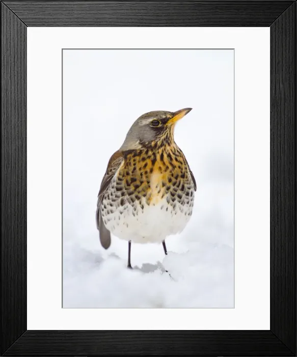 Framed Print : Fieldfare in the Snow - Winter - UK Framed Print : Fieldfare in the Snow - Winter - UK