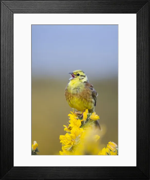 Framed Print : Yellowhammer - male - on gorse - Scotland - UK Framed Print : Yellowhammer - male - on gorse - Scotland - UK