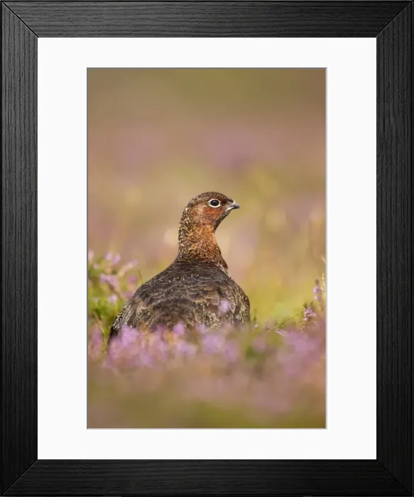 Framed Print : Red Grouse - amongst heather in early morning sunshine - Grinton - Yorkshire Dales - England Framed Print : Red Grouse - amongst heather in early morning sunshine - Grinton - Yorkshire Dales - England