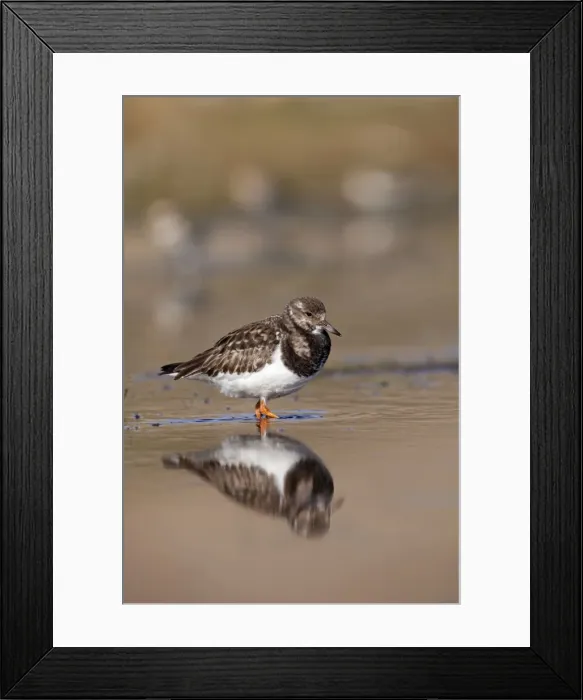 Framed Print : Turnstone - standing in shallow water along shoreline - Bamburgh - England