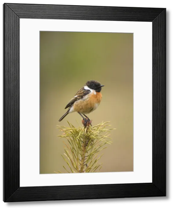 Framed Print : Stonchat - male perched on top of a young conifer tree - May - Cannock Chase - Staffordshire - England Framed Print : Stonchat - male perched on top of a young conifer tree - May - Cannock Chase - Staffordshire - England