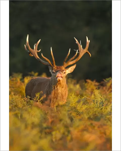 Red Deer - standing amongst braken in beautiful evening sunshine showing flehmen behaviour - Richmond Park - London - England