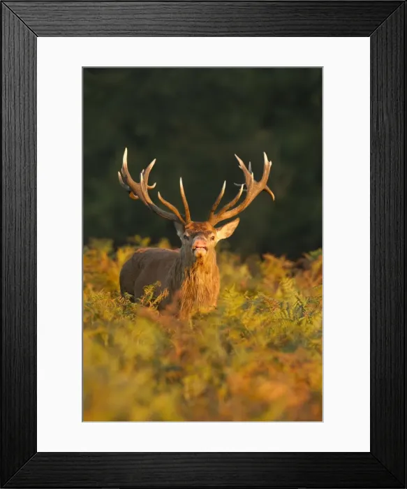 Framed Print : Red Deer - standing amongst braken in beautiful evening sunshine showing flehmen behaviour - Richmond Park - London - England Framed Print : Red Deer - standing amongst braken in beautiful evening sunshine showing flehmen behaviour - Richmond Park - London - England