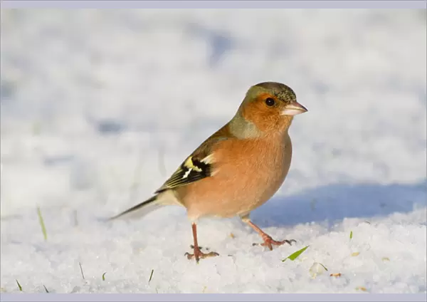 Chaffinch - male - in snow - winter - UK
