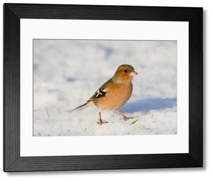 Framed Print : Chaffinch - male - in snow - winter - UK Framed Print : Chaffinch - male - in snow - winter - UK