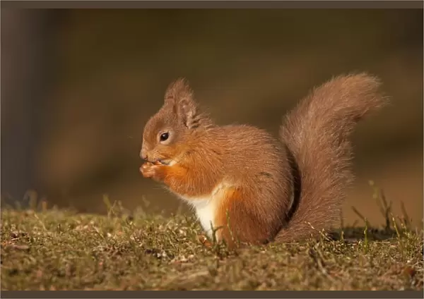 Red Squirrel - eating nuts on woodland floor in morning sunshine - February - Aviemore - Scotland