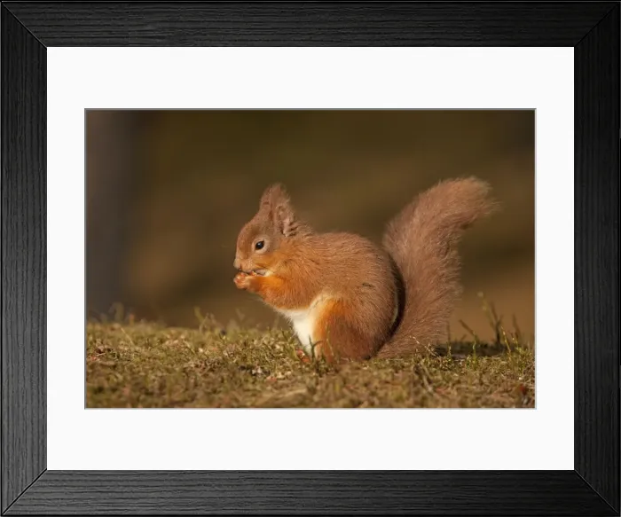 Framed Print : Red Squirrel - eating nuts on woodland floor in morning sunshine - February - Aviemore - Scotland Framed Print : Red Squirrel - eating nuts on woodland floor in morning sunshine - February - Aviemore - Scotland