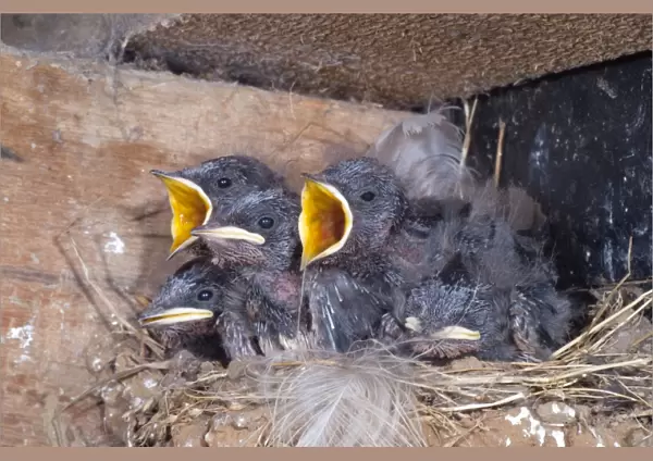 Young Swallows on the nest - Cornwall - UK