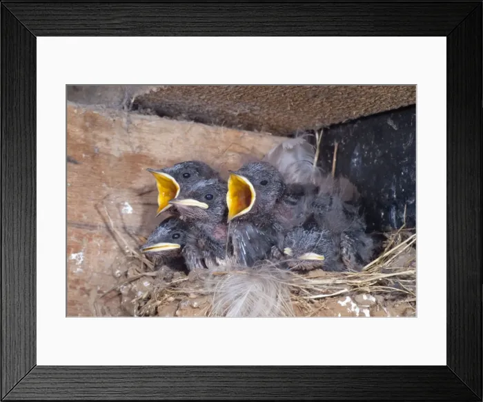 Framed Print : Young Swallows on the nest - Cornwall - UK Framed Print : Young Swallows on the nest - Cornwall - UK