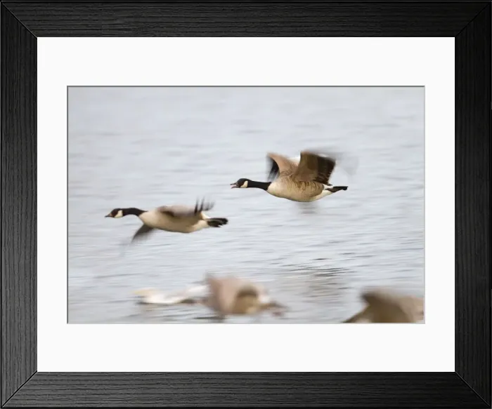 Framed Print : Canada Goose - in flight - Cornwall - UK Framed Print : Canada Goose - in flight - Cornwall - UK
