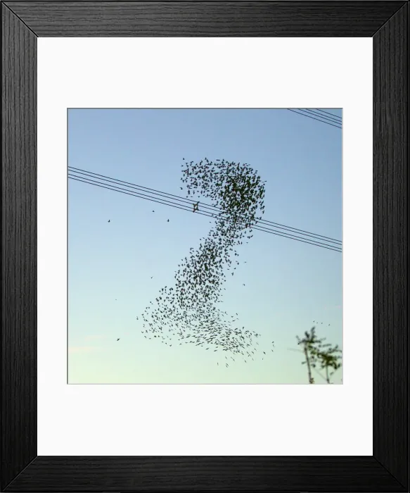 Framed Print : Starlings - a murmuration in the shape of number two beside Didcot Power Station as thousands of Starlings went to roost - 14th November 2012 Digital Manipulation: colour alteration Framed Print : Starlings - a murmuration in the shape of number two beside Didcot Power Station as thousands of Starlings went to roost - 14th November 2012 Digital Manipulation: colour alteration