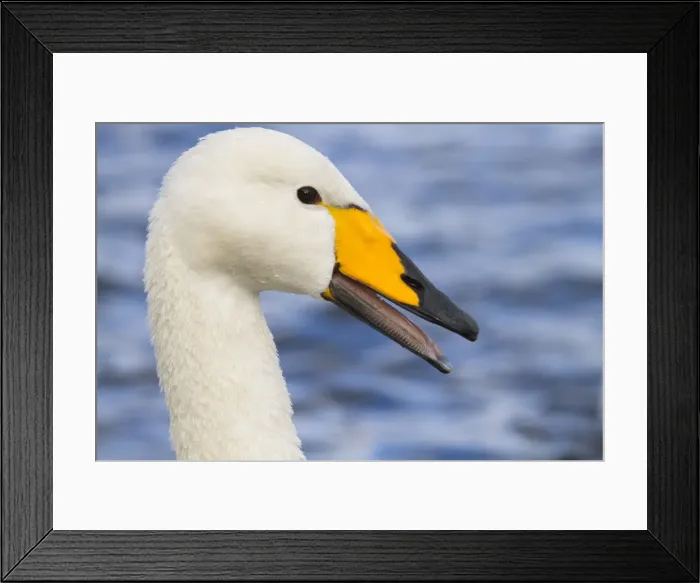 Framed Print : Whooper Swan - winter - UK Framed Print : Whooper Swan - winter - UK