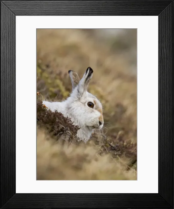 Framed Print : Mountain Hare - lying low amongst vegetation in winter coat on hillside - February - Scotland - UK Framed Print : Mountain Hare - lying low amongst vegetation in winter coat on hillside - February - Scotland - UK