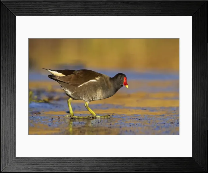 Framed Print : Moorhen - walking on thin ice in early morning light - December - Cannock - England Framed Print : Moorhen - walking on thin ice in early morning light - December - Cannock - England