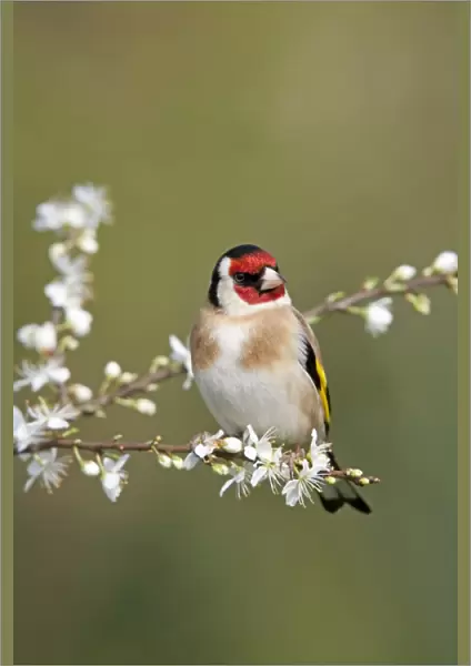 Goldfinch - spring - blossom - Cornwall - UK