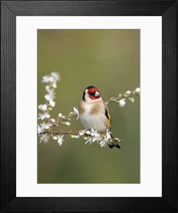 Framed Print : Goldfinch - spring - blossom - Cornwall - UK Framed Print : Goldfinch - spring - blossom - Cornwall - UK