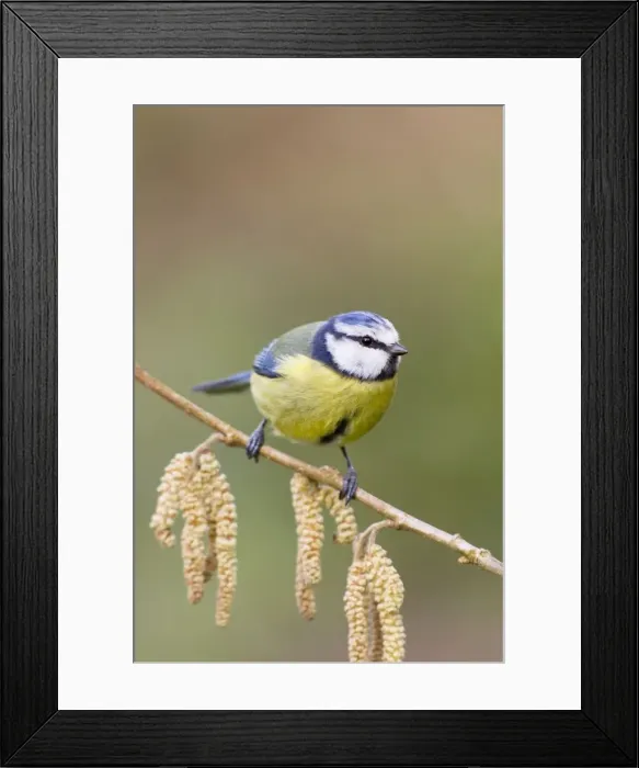 Framed Print : Blue Tit - on catkins - Cornwall - UK Framed Print : Blue Tit - on catkins - Cornwall - UK