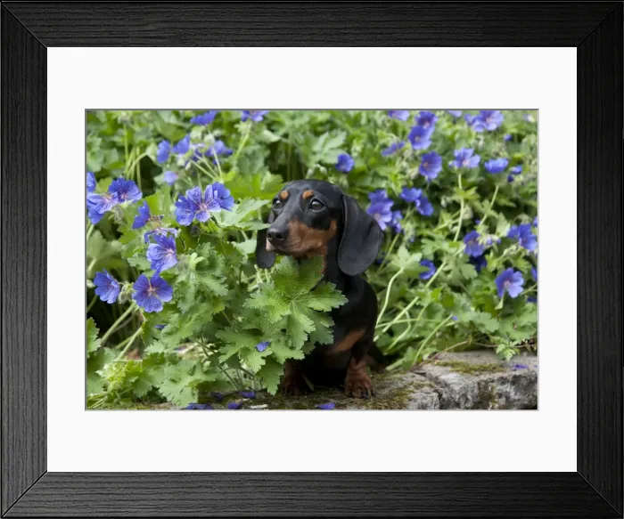 Framed Print : DOG - Miniature short haired dachshund in garden Framed Print : DOG - Miniature short haired dachshund in garden