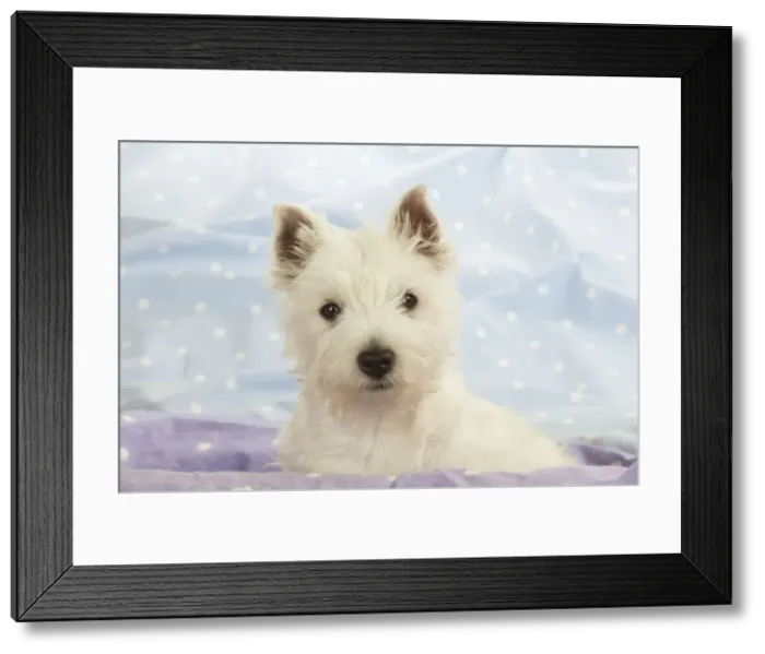 Framed Print : DOG - West Highland White Terrier Framed Print : DOG - West Highland White Terrier