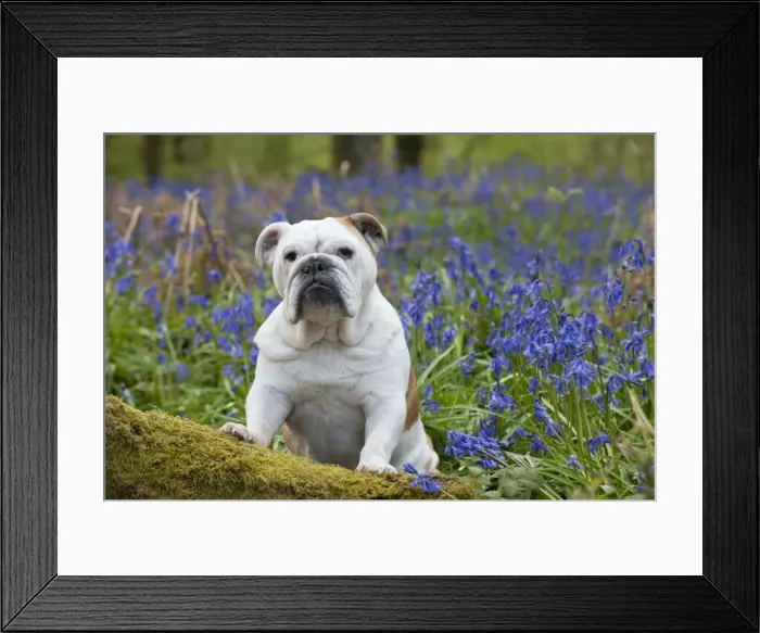 Framed Print : DOG - Bulldog - standing in bluebells Framed Print : DOG - Bulldog - standing in bluebells