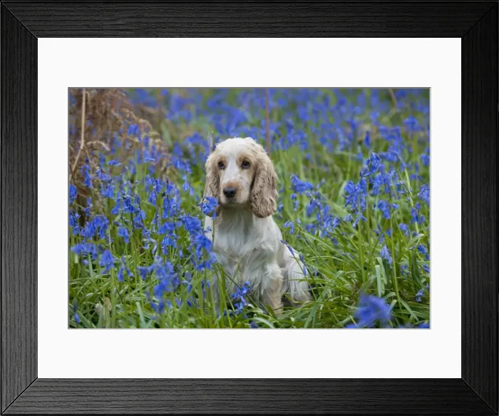 Framed Print : DOG - Cocker Spaniel (orange roan) in bluebells Framed Print : DOG - Cocker Spaniel (orange roan) in bluebells