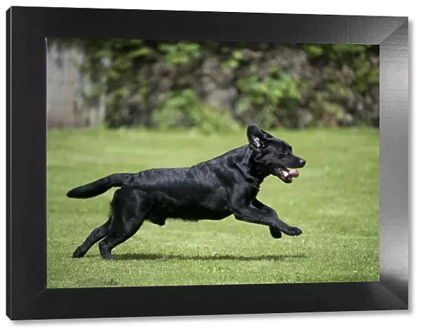 DOG - Black labrador running in garden