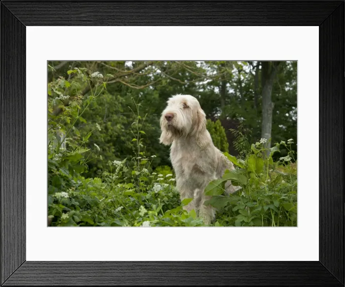 Framed Print : DOG - Spinone sitting in garden Framed Print : DOG - Spinone sitting in garden