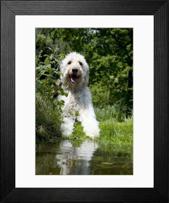 Framed Print : DOG - Goldendoodle standing at the edge of a pond Framed Print : DOG - Goldendoodle standing at the edge of a pond