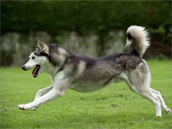 DOG - Siberian Husky - running through garden