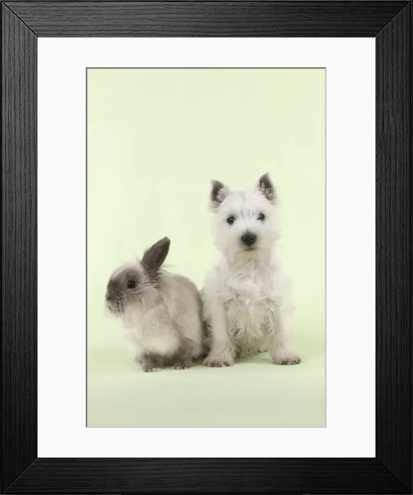 Framed Print : DOG & RABBIT - West Highland White Terrier - sitting next to Lionhead Rabbit Framed Print : DOG & RABBIT - West Highland White Terrier - sitting next to Lionhead Rabbit