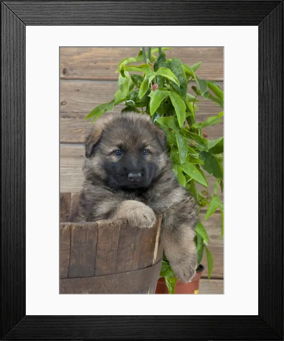Framed Print : DOG - German shepherd dog - puppy sitting in a wooden tub Framed Print : DOG - German shepherd dog - puppy sitting in a wooden tub