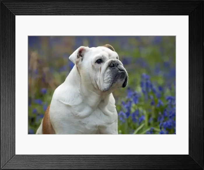 Framed Print : DOG - Bulldog - standing in bluebells (head shot) Framed Print : DOG - Bulldog - standing in bluebells (head shot)