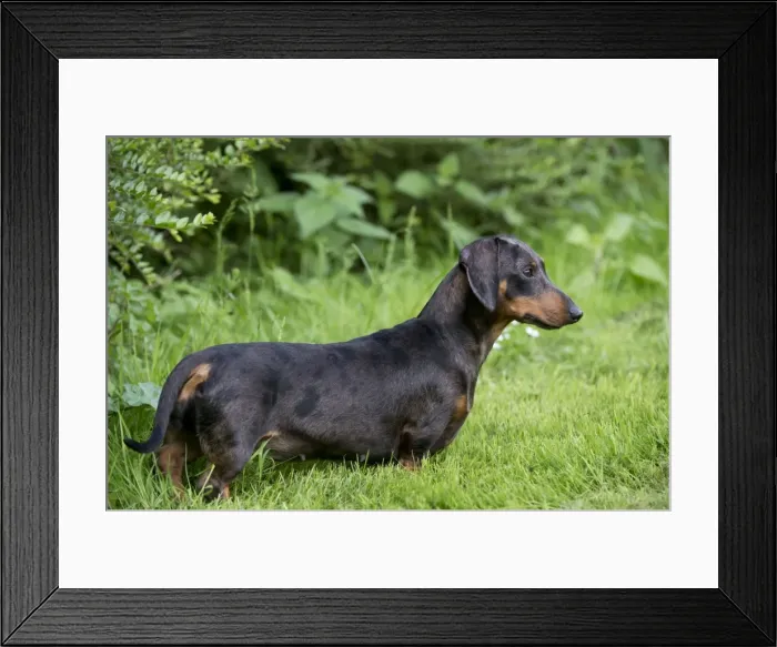 Framed Print : DOG - Miniature Short Haired Dachshund - in garden Framed Print : DOG - Miniature Short Haired Dachshund - in garden