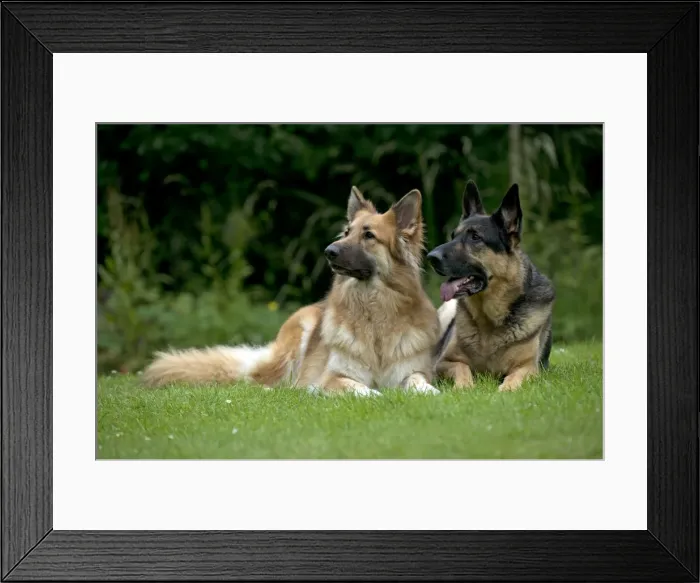 Framed Print : DOG - German shepherd dogs sitting together in garden Framed Print : DOG - German shepherd dogs sitting together in garden