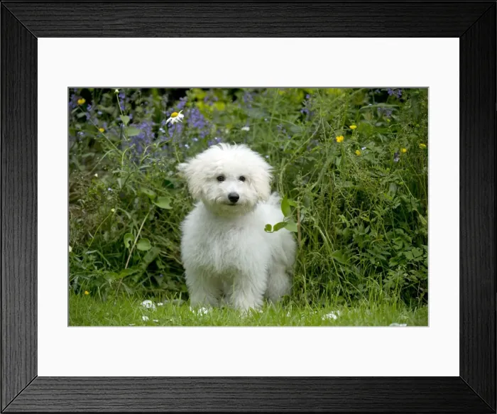Framed Print : DOG - Bichon frise X poodle standing in garden Framed Print : DOG - Bichon frise X poodle standing in garden