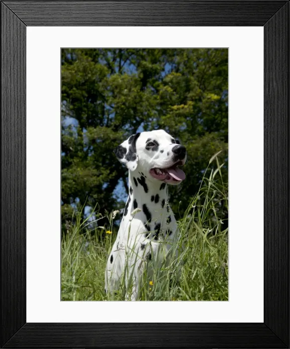 Framed Print : DOG - Dalmatian sitting in long grass Framed Print : DOG - Dalmatian sitting in long grass