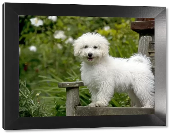 DOG - Bichon frise X poodle standing on garden bench