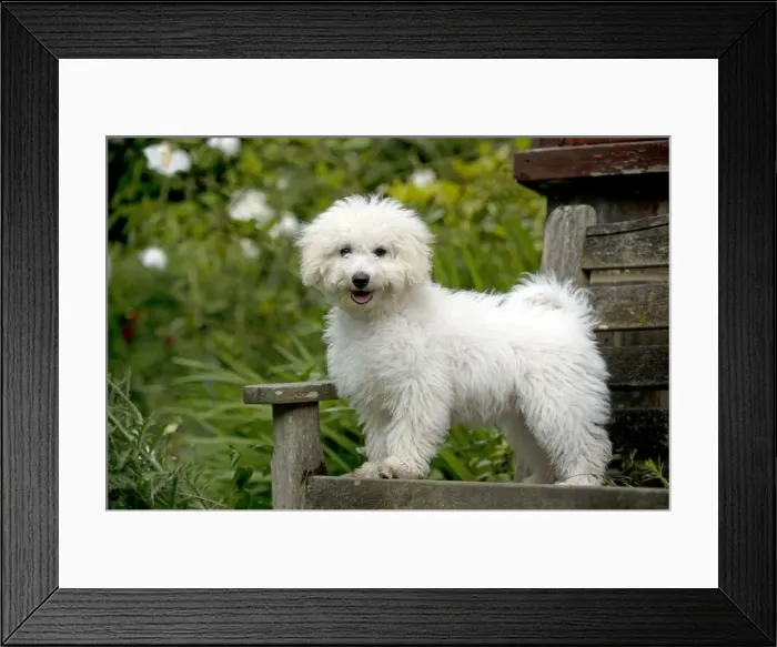 Framed Print : DOG - Bichon frise X poodle standing on garden bench Framed Print : DOG - Bichon frise X poodle standing on garden bench