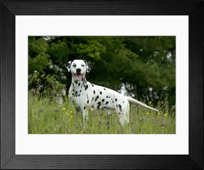 Framed Print : DOG - Dalmatian in long grass Framed Print : DOG - Dalmatian in long grass
