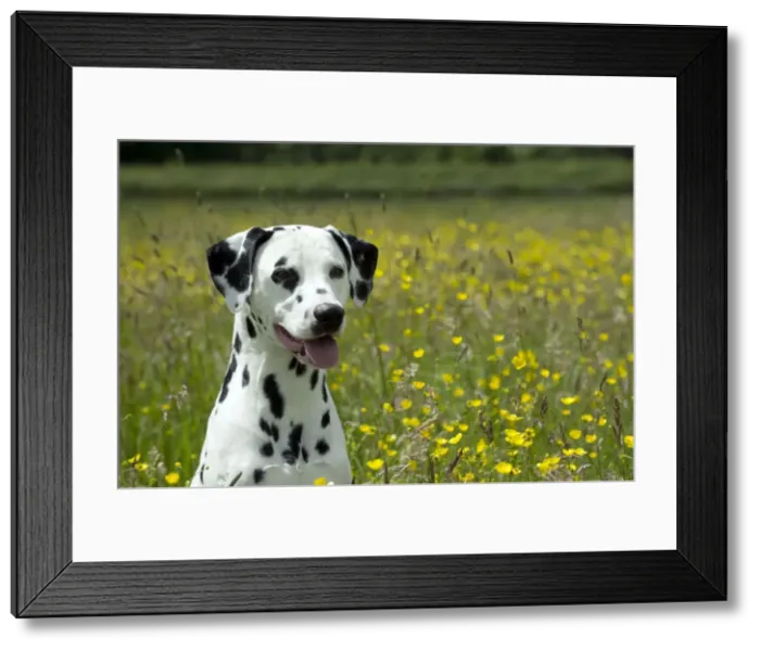 Framed Print : DOG - Dalmatian sitting in buttercup field (head shot) Framed Print : DOG - Dalmatian sitting in buttercup field (head shot)