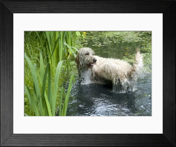 Framed Print : DOG - Goldendoodle standing in a pond Framed Print : DOG - Goldendoodle standing in a pond