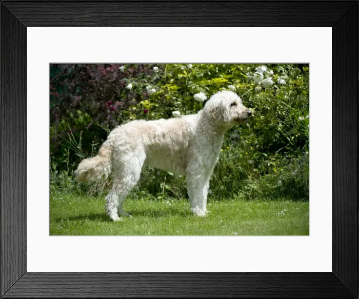 Framed Print : DOG - Goldendoodle standing in garden Framed Print : DOG - Goldendoodle standing in garden