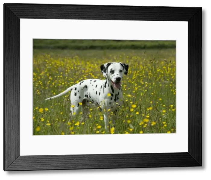 Framed Print : DOG - Dalmatian standing in buttercup field Framed Print : DOG - Dalmatian standing in buttercup field